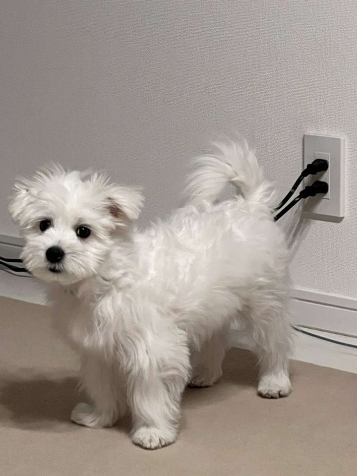 画像提供：きなり（＠_kinarinari）さん、再掲