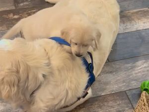 子守しながら話を聞いてくれるパパ犬 featured-image.