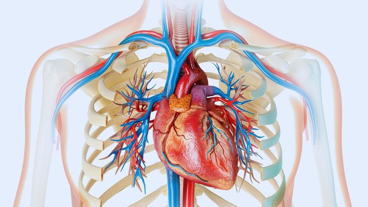 心臓を冷やし、洗い、8時間保つ新技術