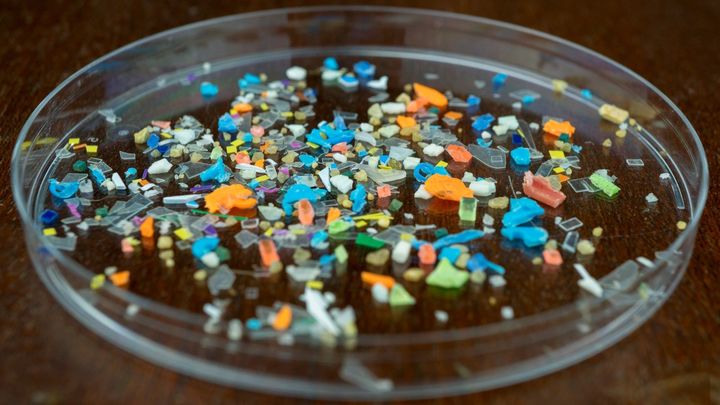 マイクロプラスチックを「美味しい」と感じる動物