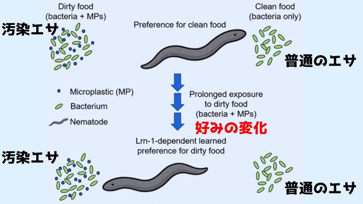 動物がマイクロプラスチックを「好きになる」衝撃の学習現象