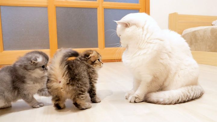 パパ猫を威嚇する子猫