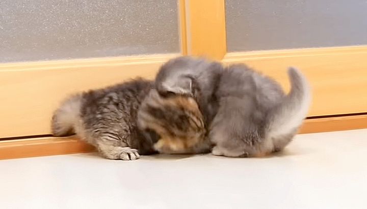 プロレスごっこをする子猫達