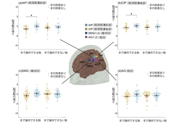 測定した脳部位の活動の強さ。