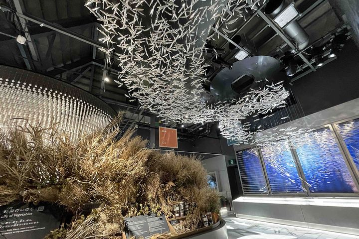 手前は「野菜のいのち」として、種をつくるために枯れた野菜たちが展示。さらに、頭上を悠々と泳ぐイワシの群れにも、実は奥深いストーリーが！