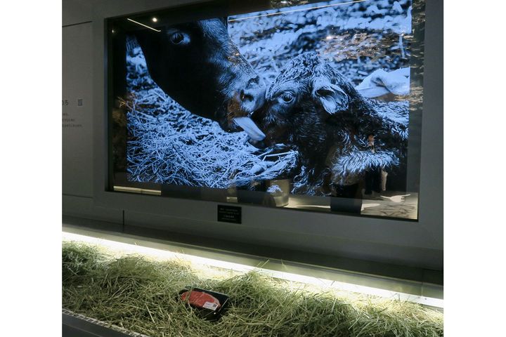 普段スーパーで手に取る赤身の牛肉パック。その背景に牛の「いのち」が生まれる瞬間の写真がモノクロームで写し出されます。