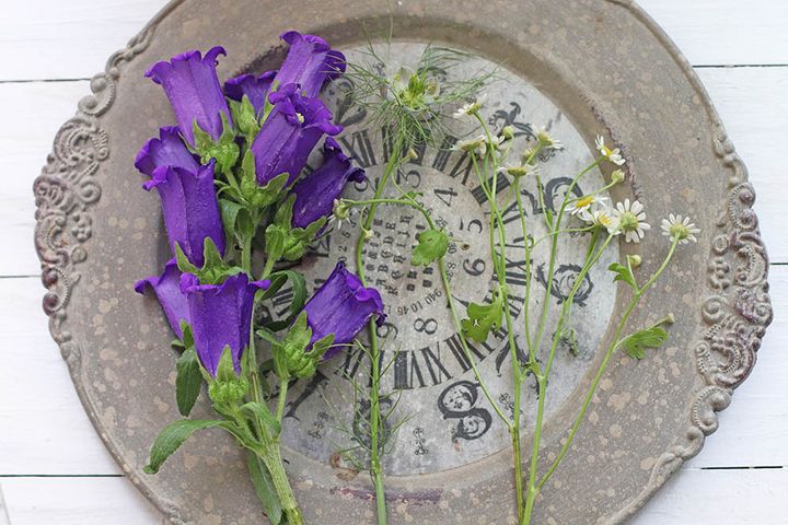 カンパニュラ、ニゲラ、マトリカリア