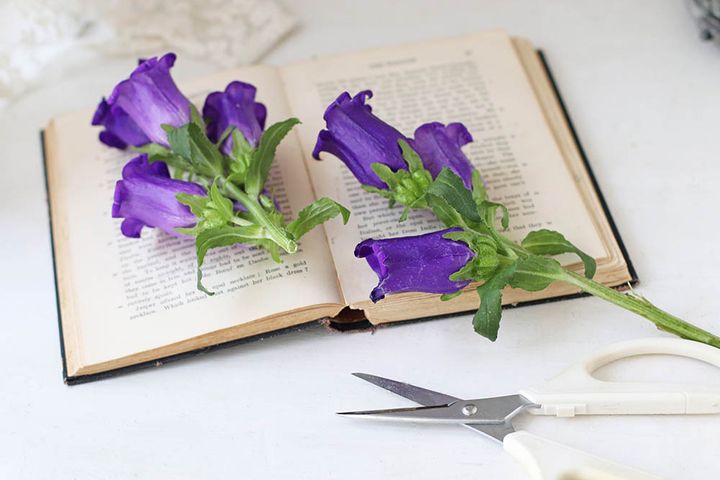 カンパニュラをカット