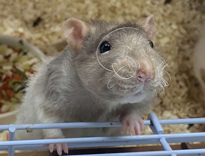 クルクルだ！（画像はおでん＠Odengtgtさんの投稿より）