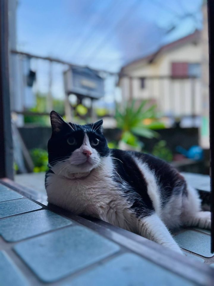 ハチワレ猫のうしお君