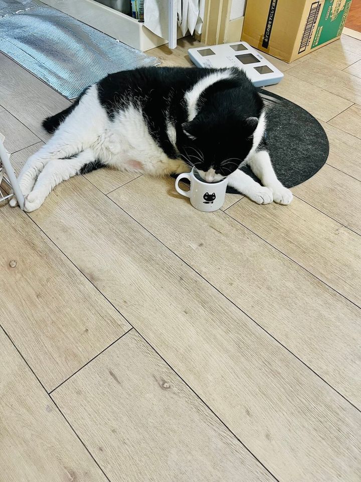 座って水を飲むハチワレ猫のうしお君