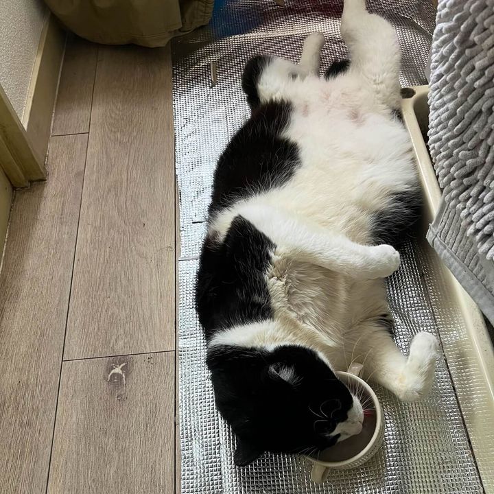 仰向けに寝転んだまま水を飲む猫ちゃん