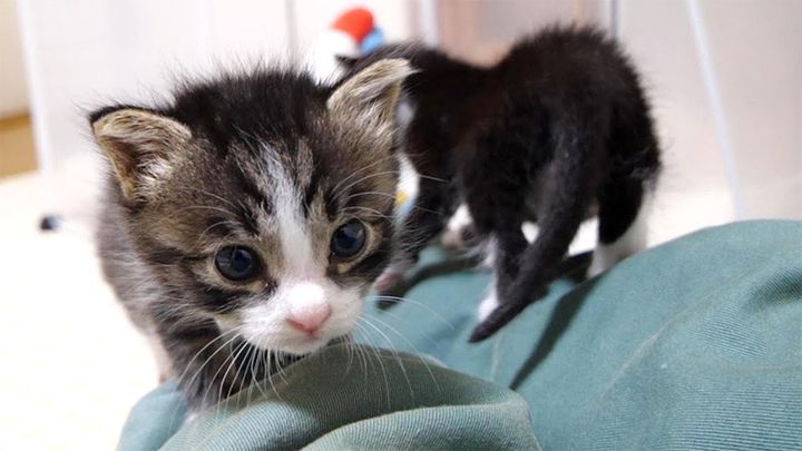 ミルクのお礼に来た子猫達