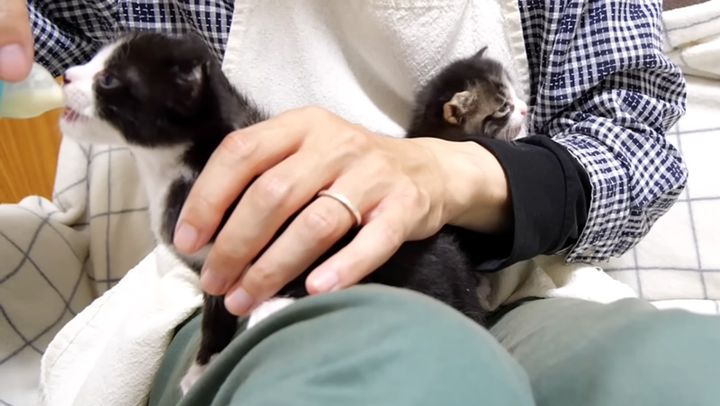 ミルクを飲む子猫