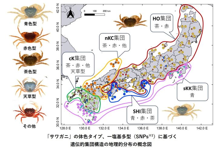 新たに判明した５集団