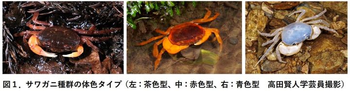 サワガニは多様な体色で知られています