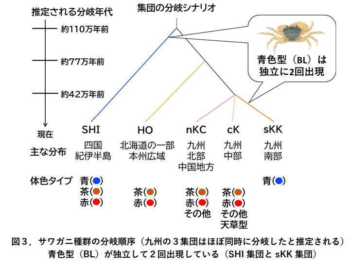 100万年を超えるサワガニの進化史