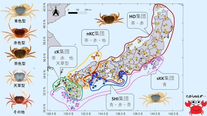 「青いサワガニ」は2度生まれた――サワガニの分布と進化 は「色」だけでは見抜けない