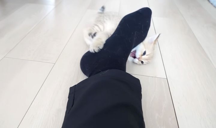 足に戦いを挑む子猫