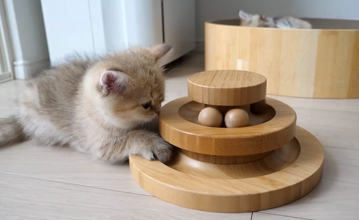 オモチャで遊ぶ子猫