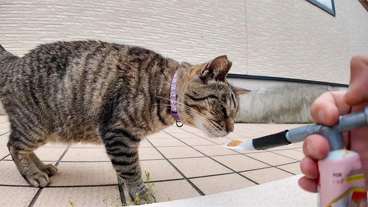 ちゅ〜るが気になる猫