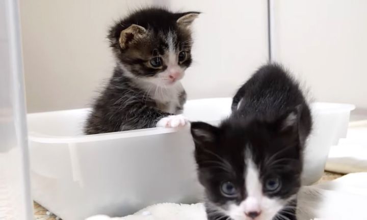 取り残された子猫