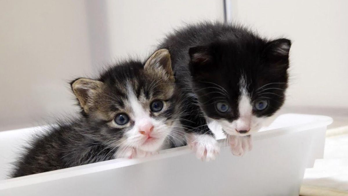 先に行かないでよ〜！」早めに出ちゃった子猫とのんびり子猫の姿