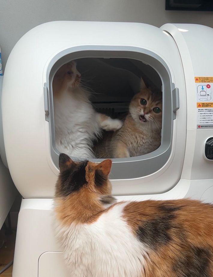 飼い主が見た猫用トイレでの攻防 撮った1枚に「最高」 | TRILL
