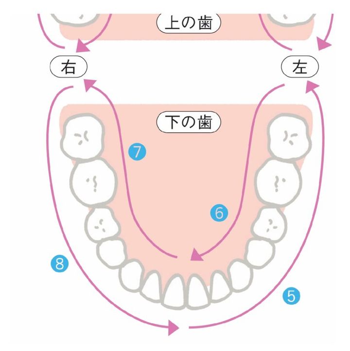下の歯を磨く順番