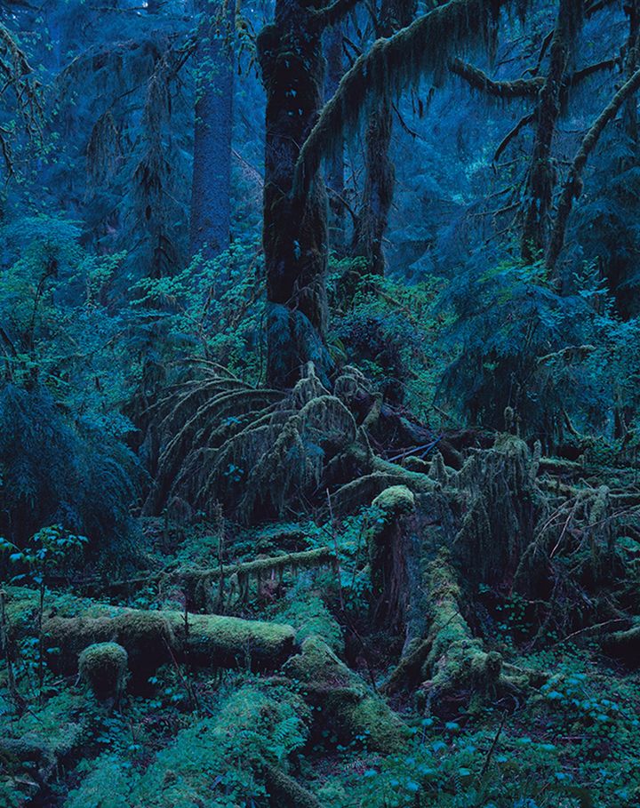 上田義彦《Quinault No.1・Washington》1990年 ⒸYoshihiko Ueda