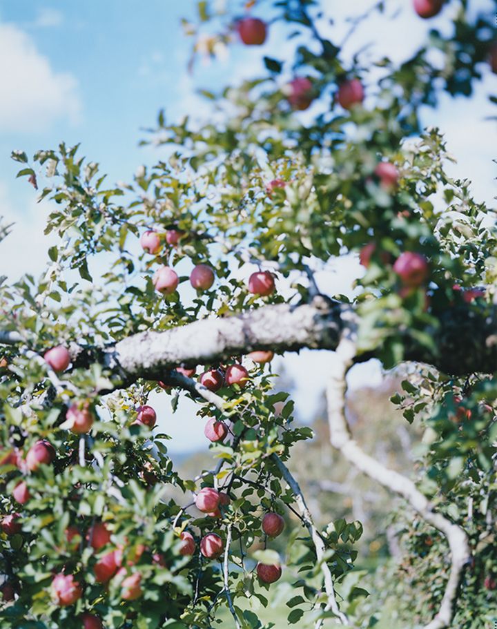 上田義彦《Apple Tree No.2・Gunma》2017年 ⒸYoshihiko Ueda