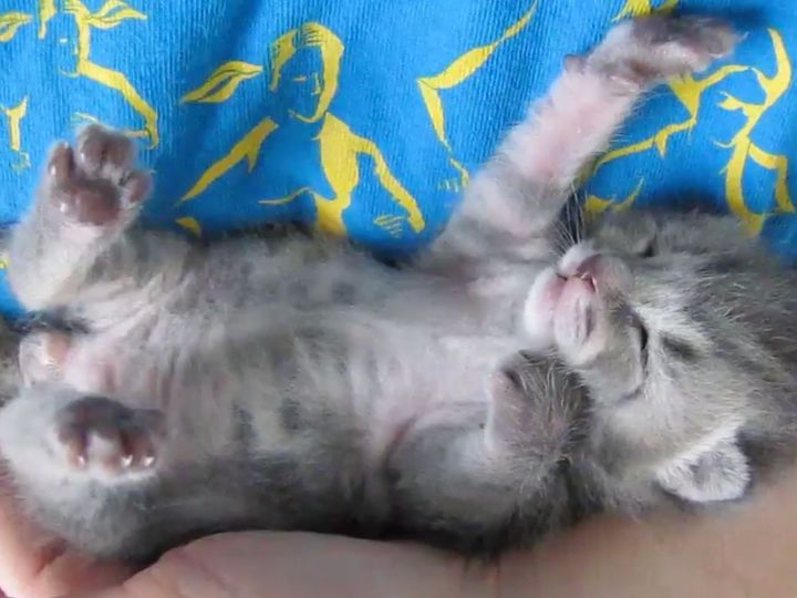 この寝顔、たまらん……