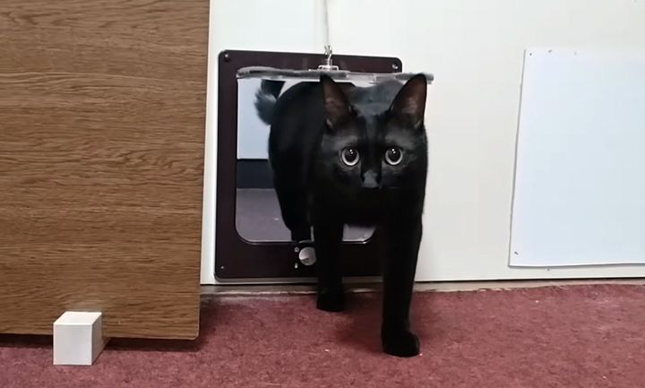 旅館の部屋に入ってくる猫