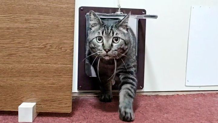 旅館の部屋に入ってくる猫