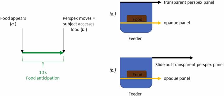 10秒後に透明パネル（黒色）が取り除かれる。その間、期待が高まる