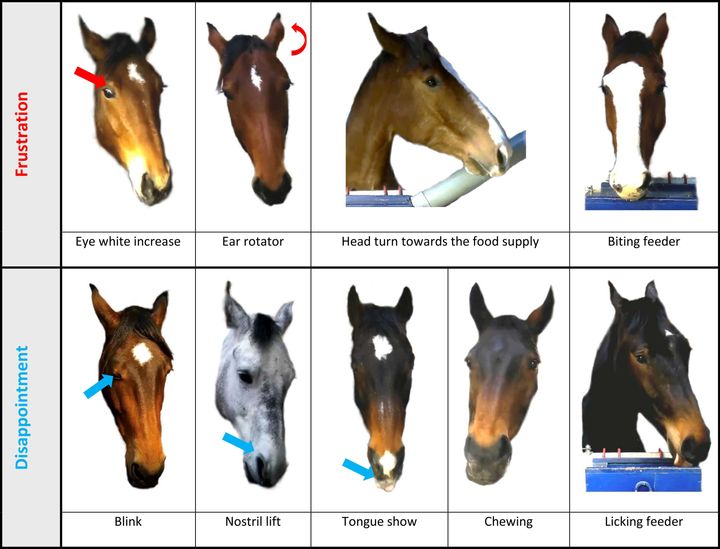 イライラ（上）と失望（下）で表情や頭の動きに大きな違いが出た