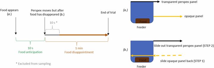 10秒後、透明パネル（黒色）は取り除かれるが、エサは不透明パネル（黄色）で隠される。ウマは失望する