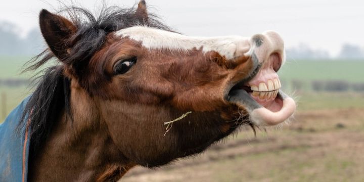 ウマの表情から正確な心理状態を理解する実験