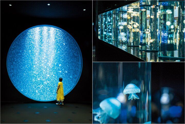 【ZIP!で紹介】暑い夏でも楽しめる、 絶景スポットと寄り道グルメ