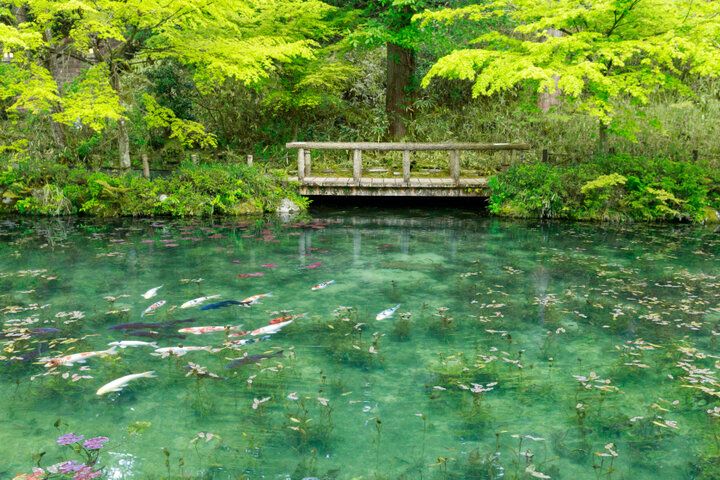 【ZIP!で紹介】暑い夏でも楽しめる、 絶景スポットと寄り道グルメ