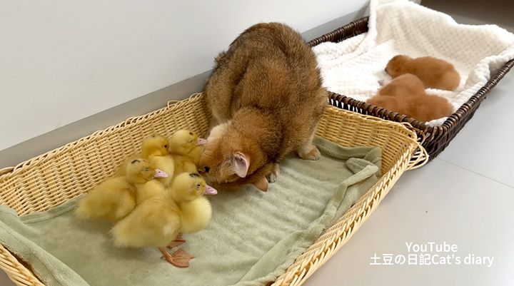 アヒルのヒナを世話する母猫