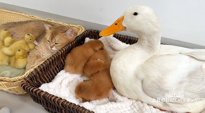 子猫達を世話する母アヒル