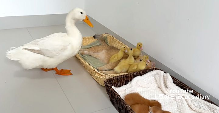 ヒナと母猫を見つめる母アヒル