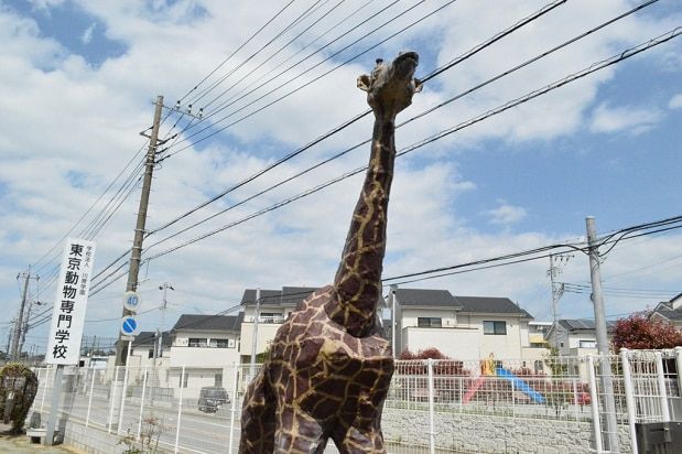 そういえば校舎の入り口にキリンのオブジェがあったのでキリンがお気に入りなのかもしれません。たぶん。