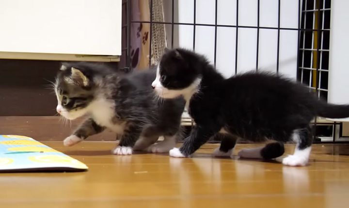 冒険する子猫達