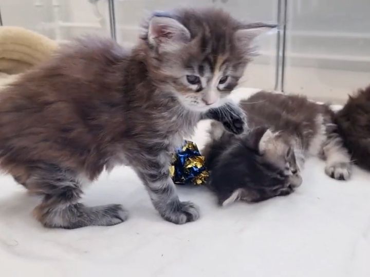 初めてのボール遊びはどう？