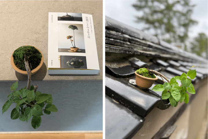 翠門亭_塩津植物研究所14