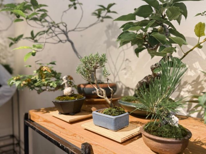 塩津植物研究所_森岡書店04