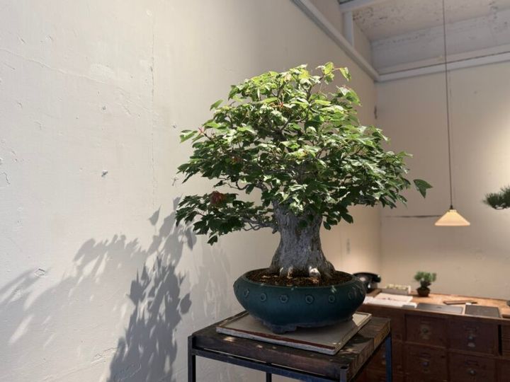 塩津植物研究所_森岡書店03