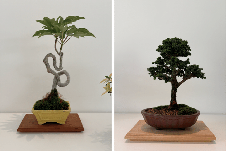 翠門亭_塩津植物研究所10